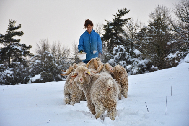 Tiernas cabras